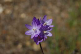 صورة Dichelostemma capitatum (Benth.) Alph. Wood