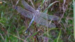 Image of Skimmers (Dragonflies)