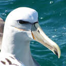 Image of Thalassarche cauta salvini