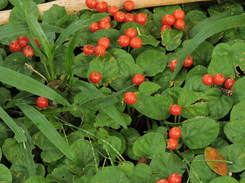 Image of Geophila cordifolia Miq.