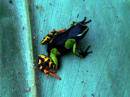 Image of Baron's Mantella