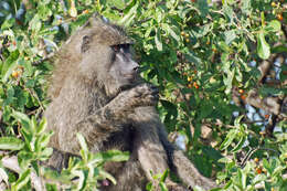 Image of Baboon