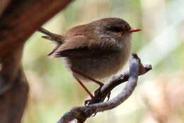 Image of fairywrens and relatives