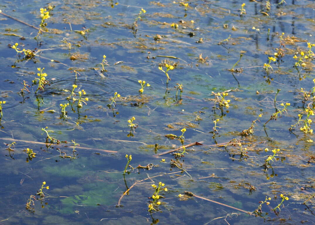 Image of Bladderworts