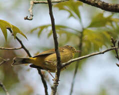 Image de Paruline à couronne rousse