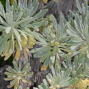 Imagem de Tournefortia gnaphalodes (L.) R. Br.