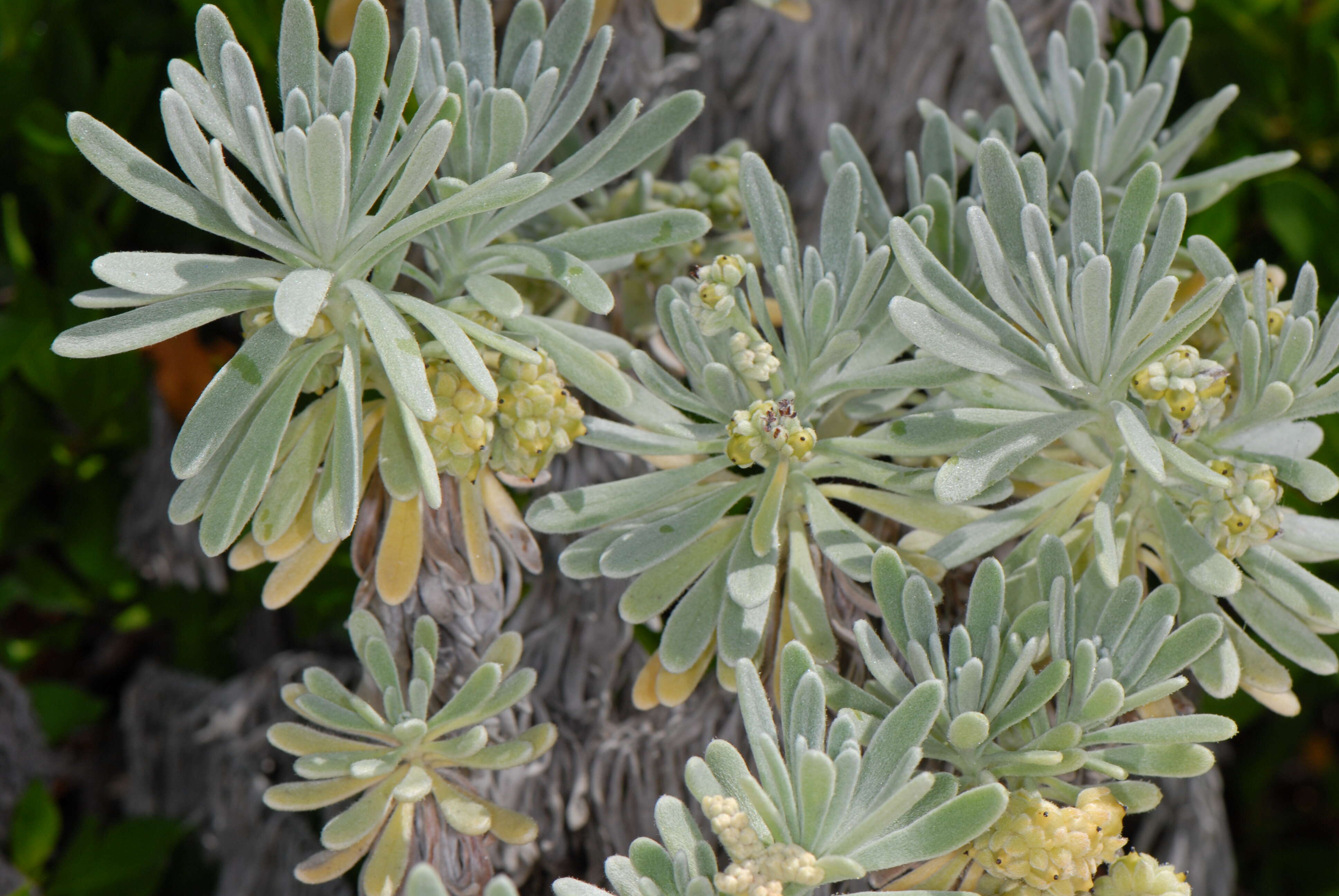 Imagem de Tournefortia gnaphalodes (L.) R. Br.