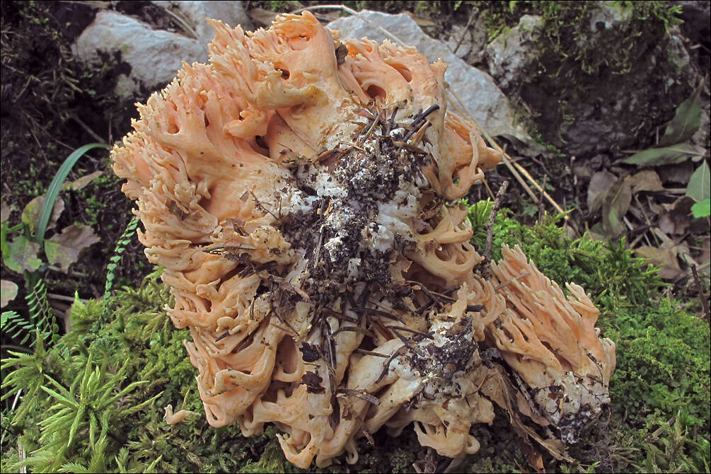 Слика од Ramaria neoformosa R. H. Petersen 1976