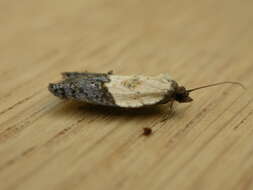 Image of fruit tortricid moth