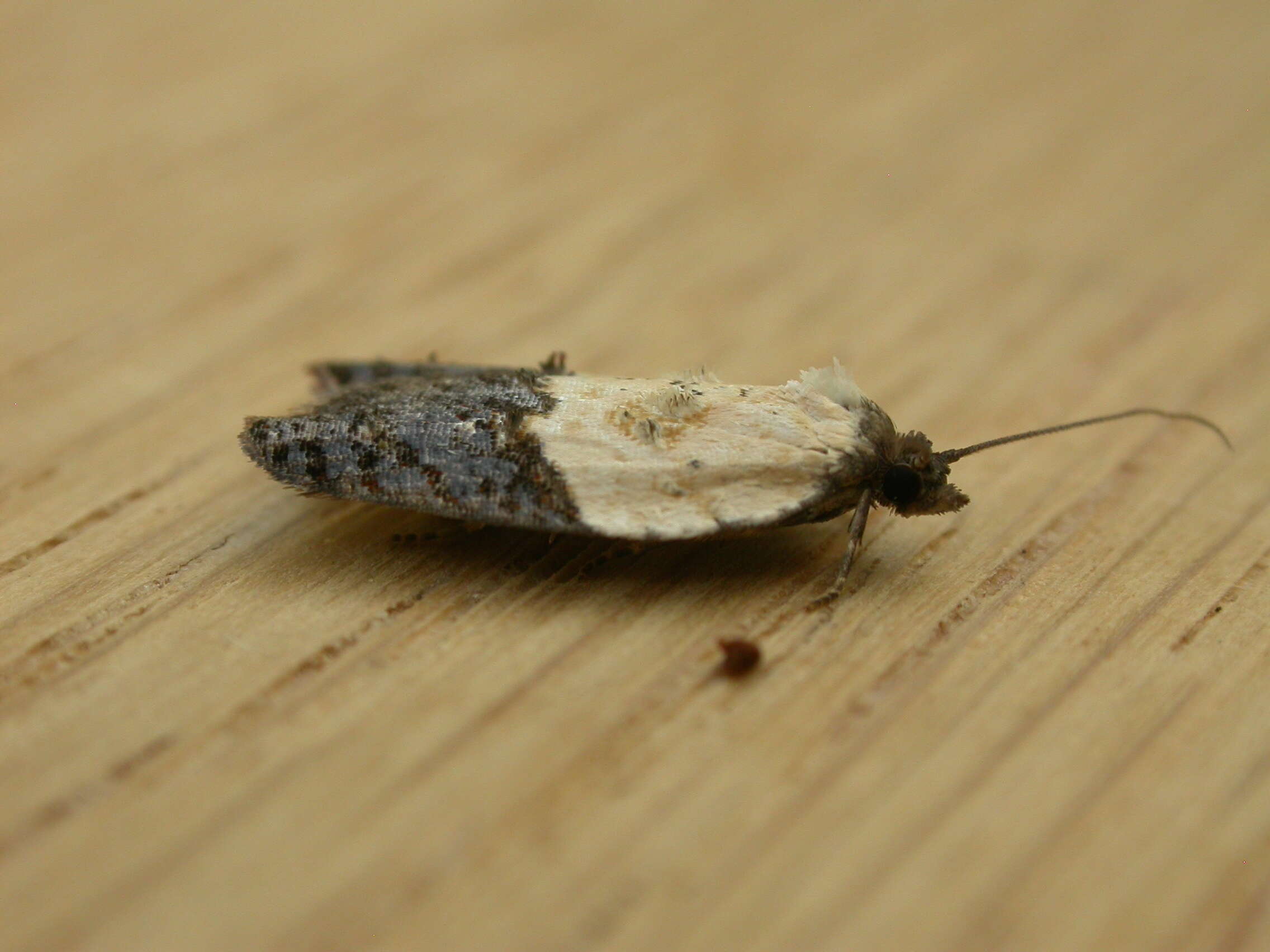 Image of fruit tortricid moth