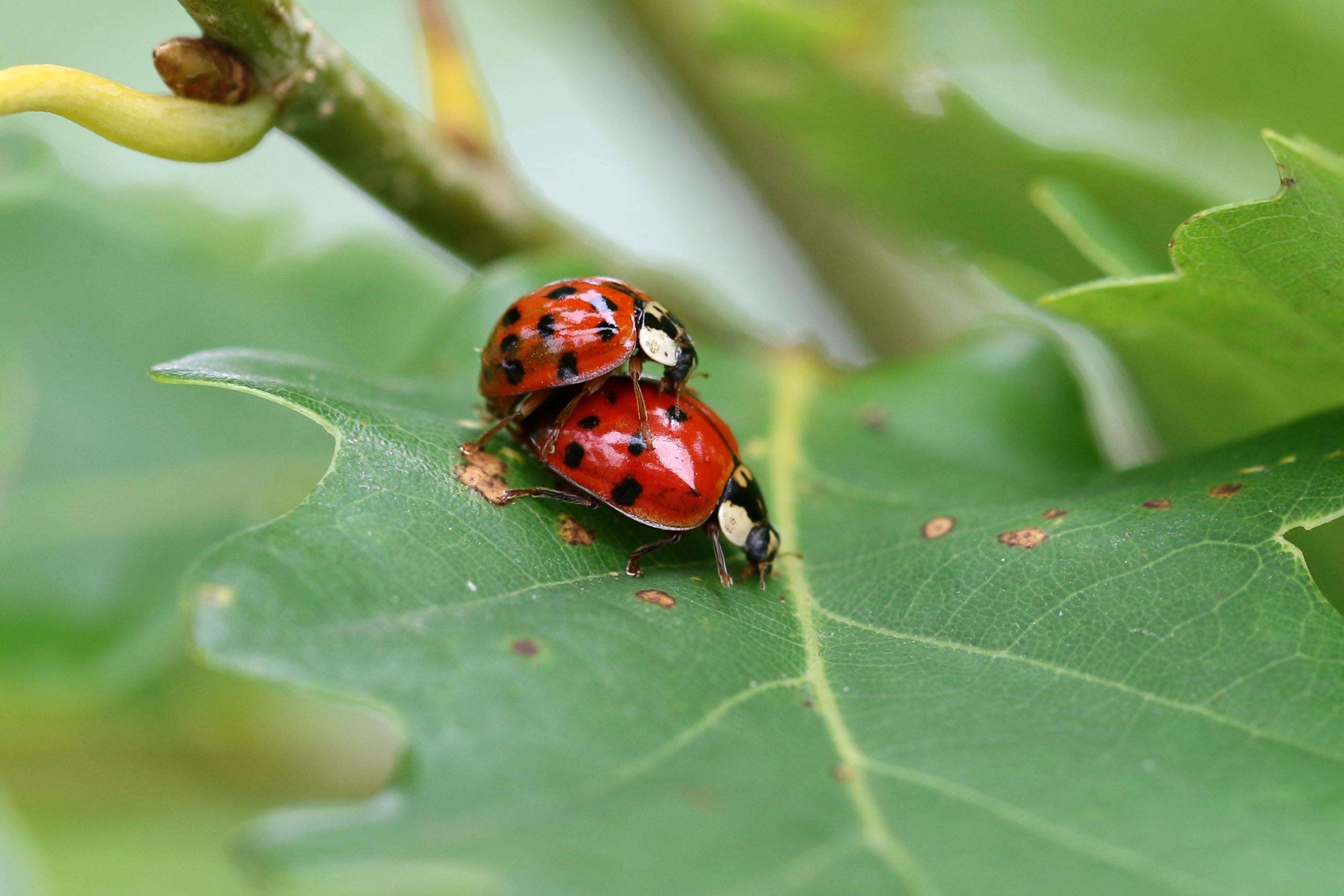 صورة Harmonia axyridis (Pallas 1773)