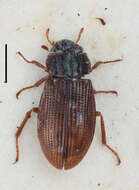 Image of Helophoridae