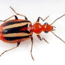 Image de Lebia (Lebia) vittata (Fabricius 1777)