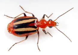 Image of Colorful Foliage Ground Beetles