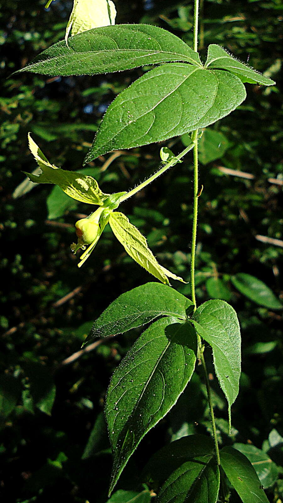 Plancia ëd Dalechampia peckoltiana Müll. Arg.