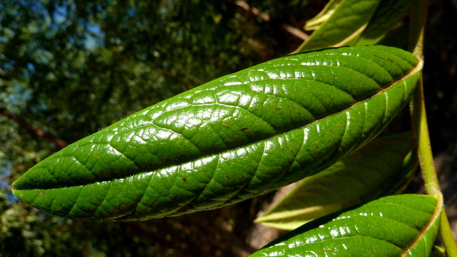 Image of Diospyros gaultheriifolia Mart. ex Miq.