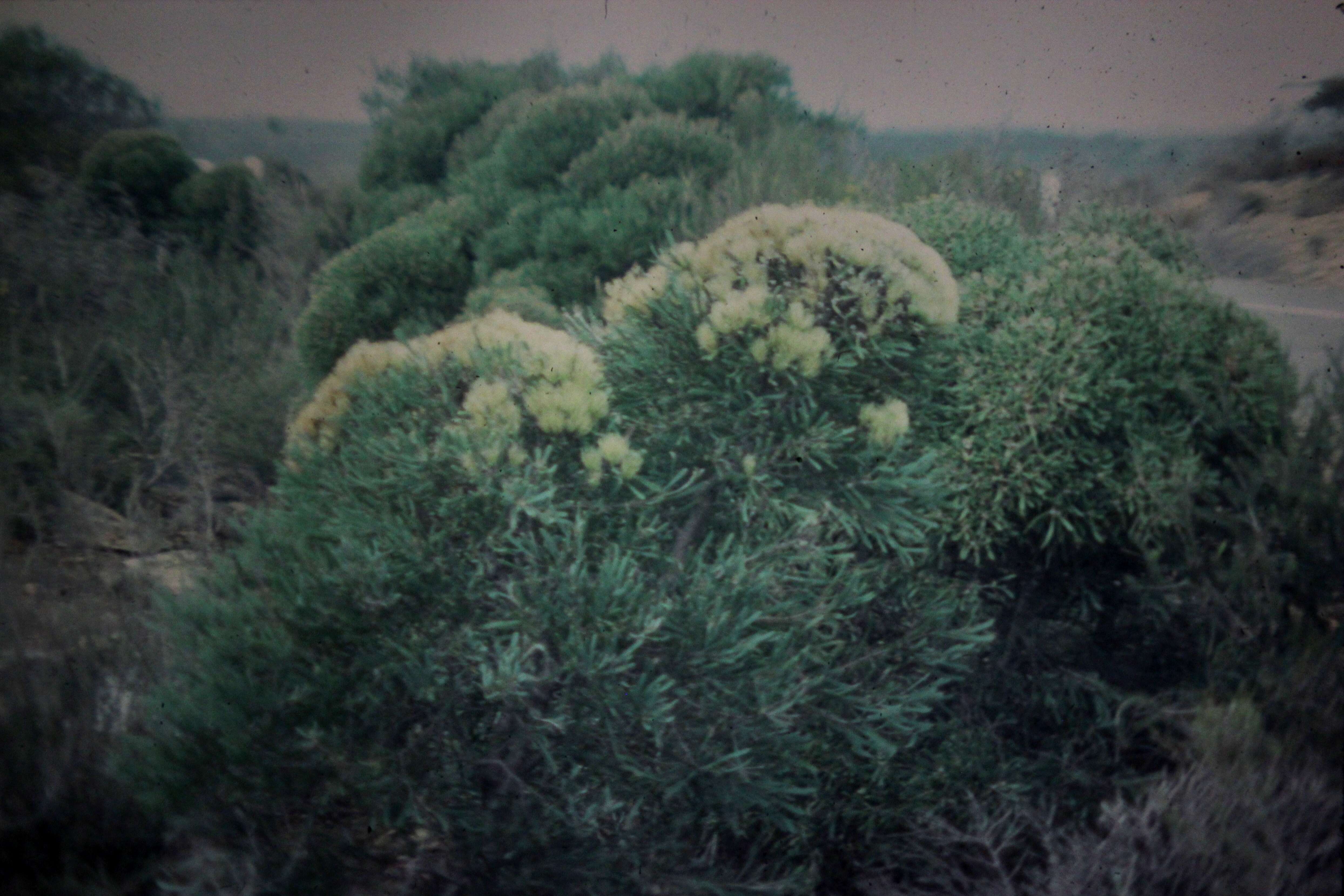 Image of Hakea corymbosa R. Br.