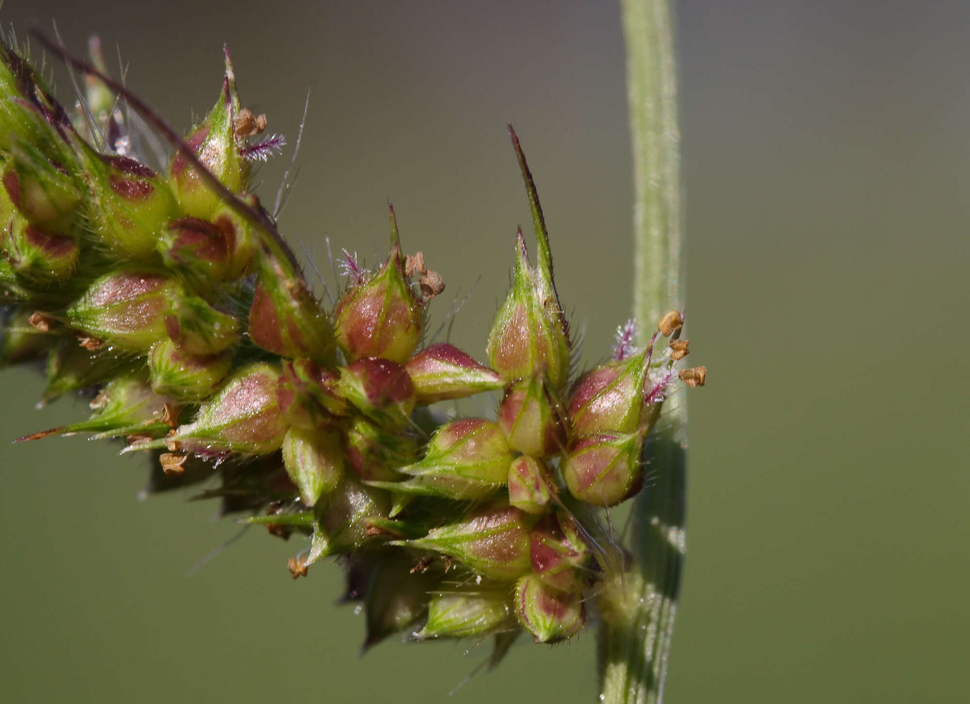 Image of cockspur grass