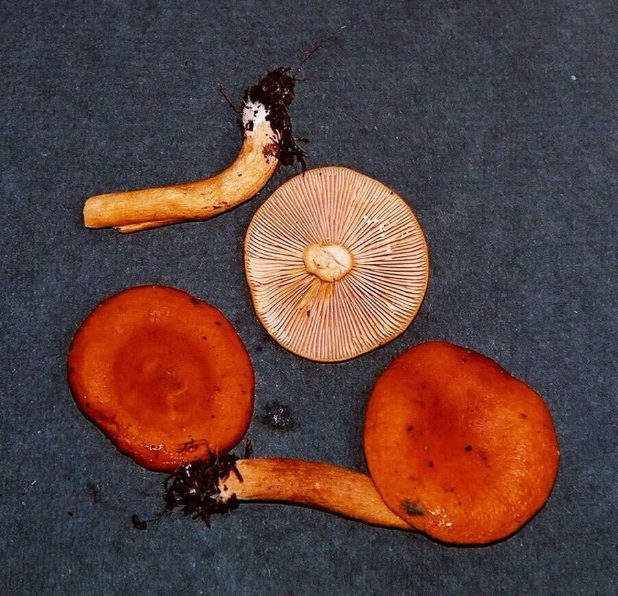 Image de Lactarius subviscidus Hesler & A. H. Sm. 1979