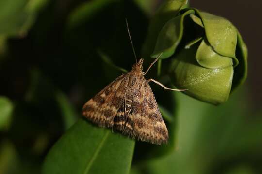 Image de Pyrausta despicata Scopoli 1763