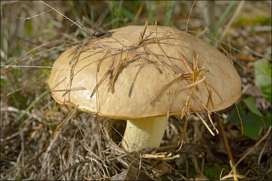 Image of Suillus bovinus (L.) Roussel 1796