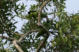 Image of Amazon parrots