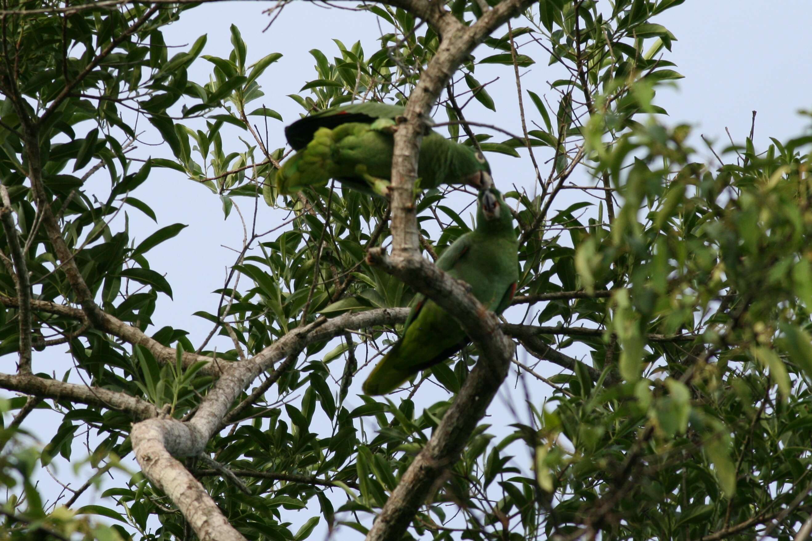 Image of Southern Mealy Amazon