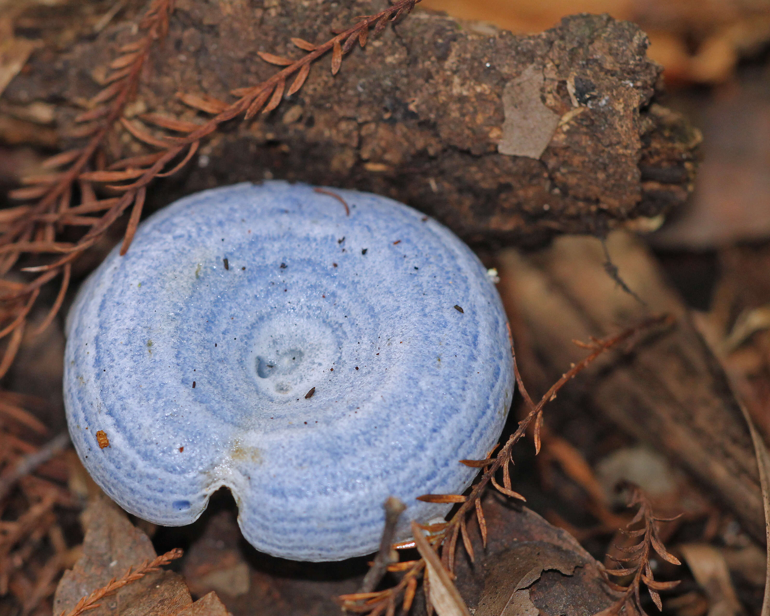 Image of Milk Cap Mushrooms