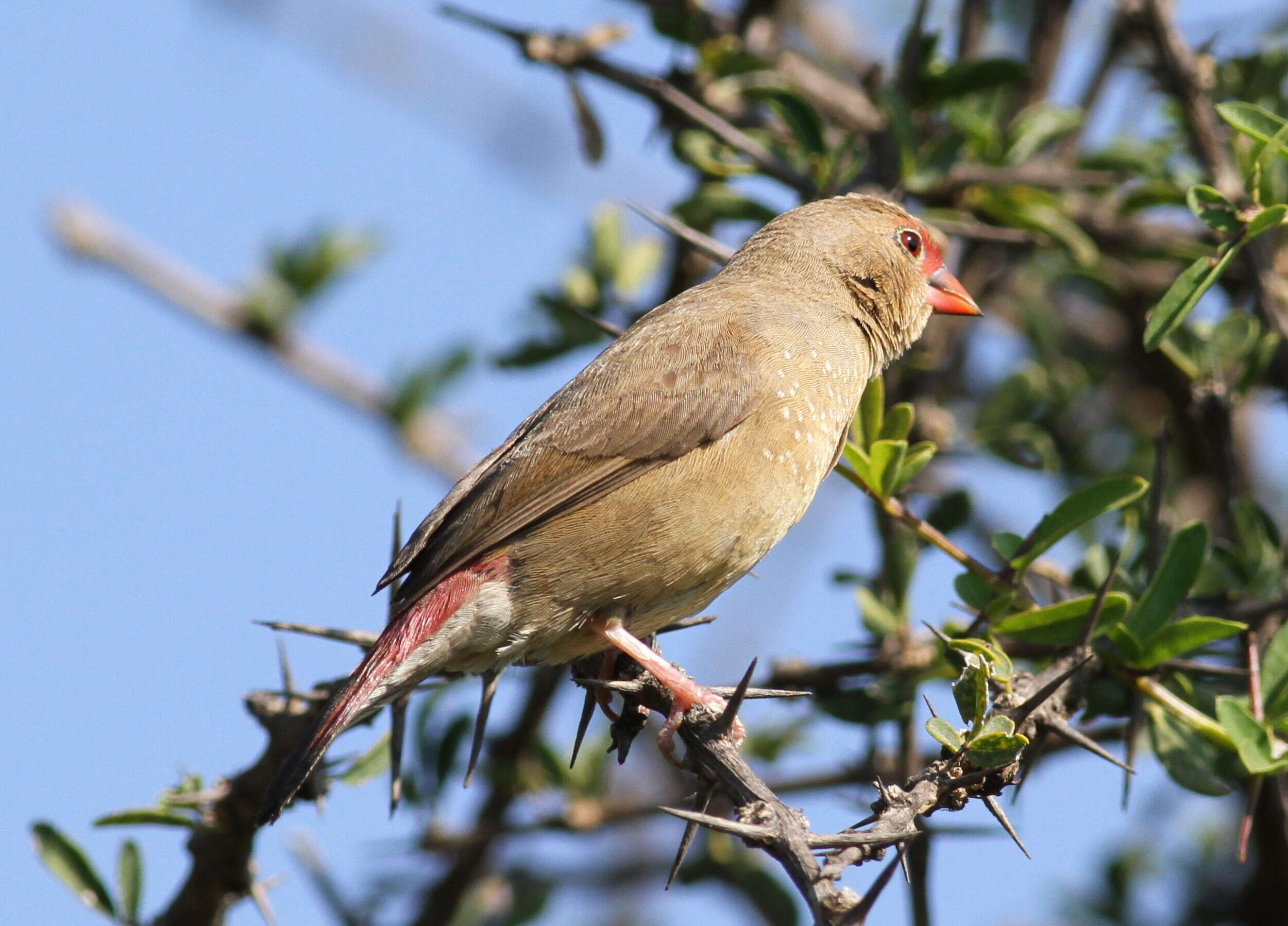 Image of Red-billed Firefinch