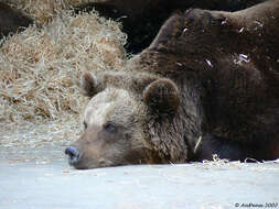 Image of Brown Bear