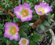 Portulaca pilosa subsp. villosa (Cham.) Gees. resmi