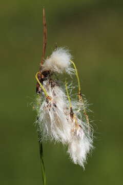 Image of broad-leaved cottongrass