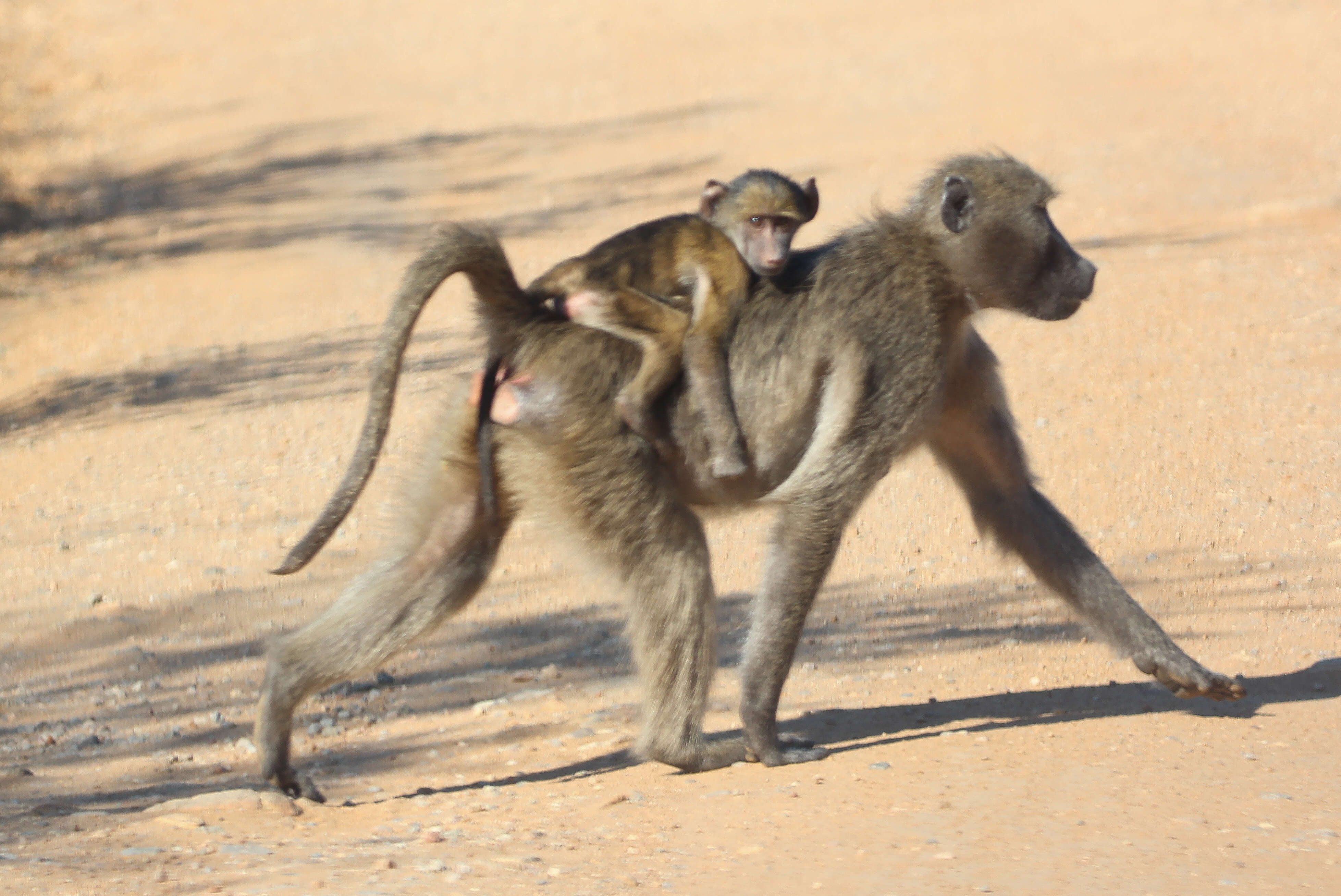 Image of Chacma Baboon