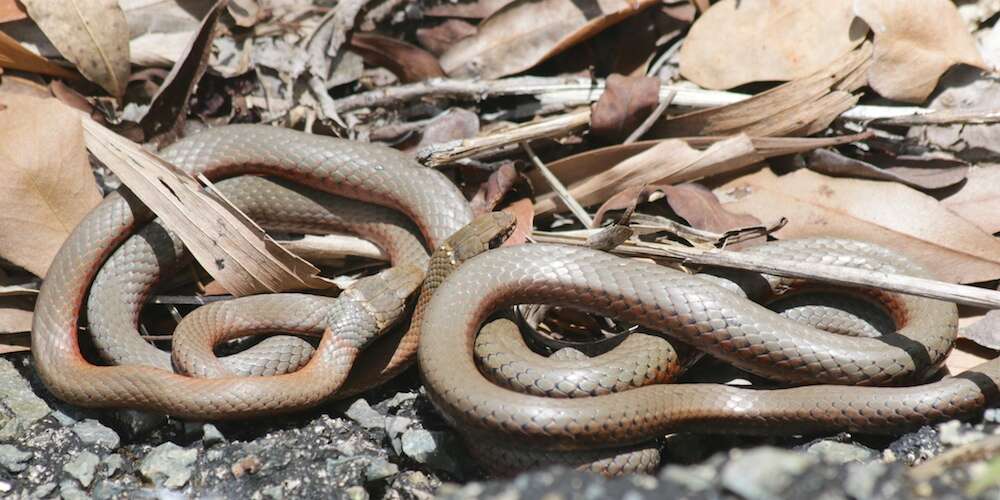 Collared Whip Snake (Demansia torquata)