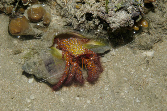 Image of Sand hermit crab