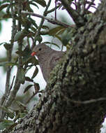 Image de Columbina Spix 1825