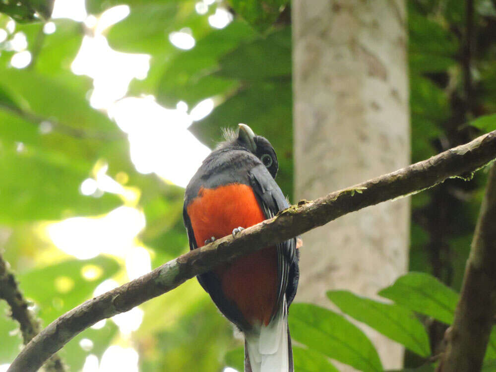 Image of Trogon Brisson 1760