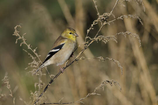 Image of American Goldfinch