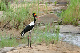 Image of Saddle-billed Stork