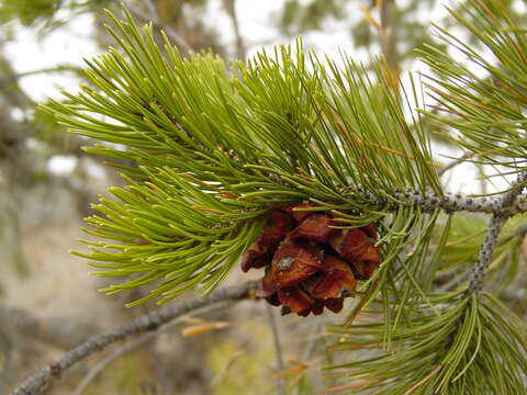 Image of Mexican pinyon