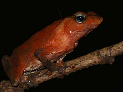 Image of beaked toads