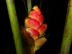 Image of Heliconia imbricata (Kuntze) Baker