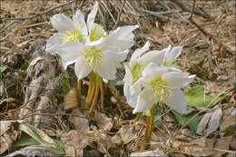 Image of black hellebore