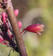 Image of false yucca