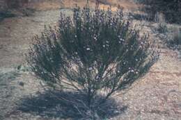 Image of Tinsel Flower