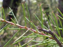 Image of Bushy needlebush