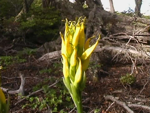 Image of Gavilea lutea (Comm. ex Pers.) M. N. Correa