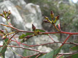 Image of red stringybark