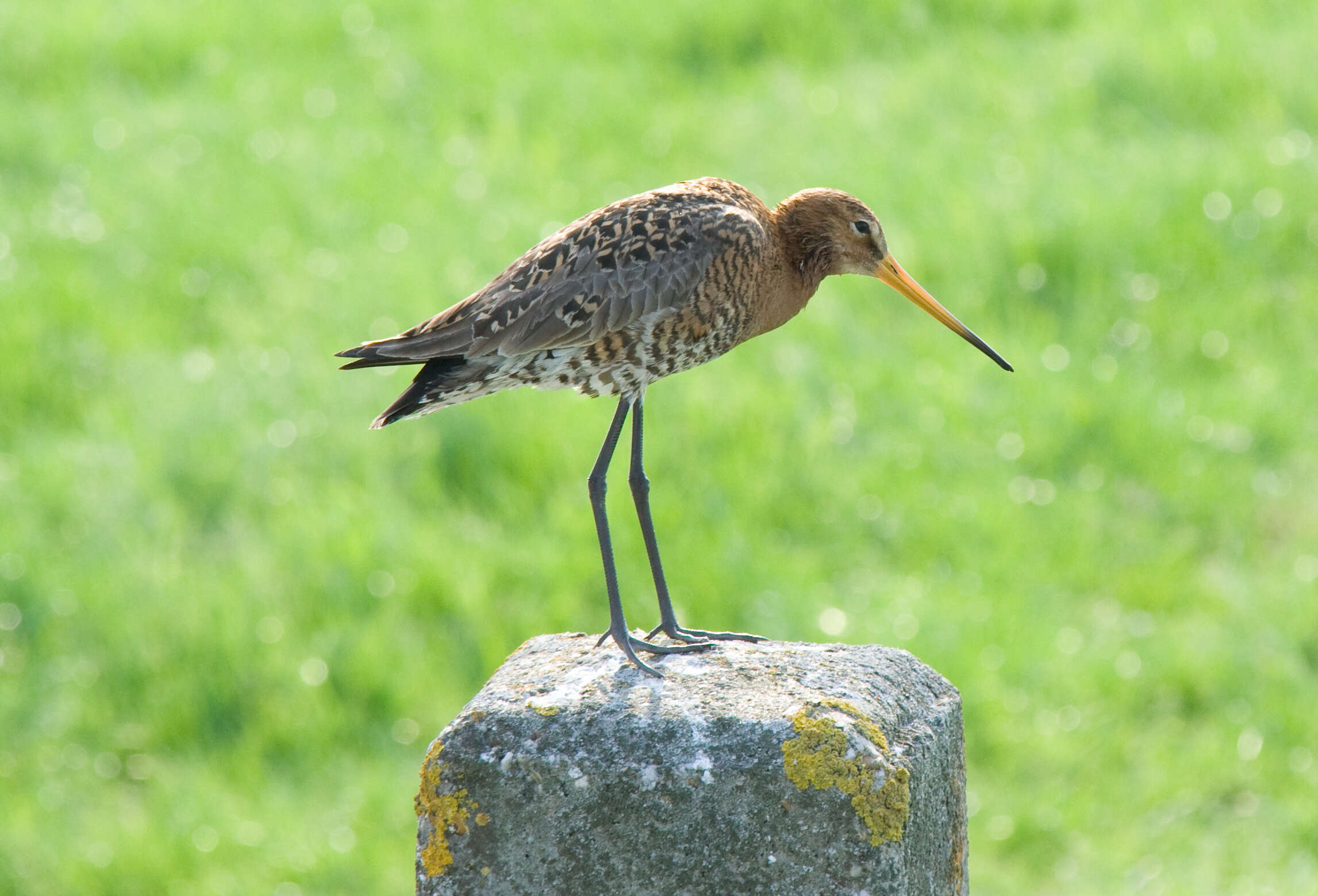 Image of Limosa limosa limosa (Linnaeus 1758)