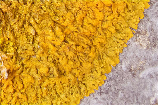 Image of orange wall lichen